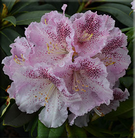 Image Rhododendron 'Ink Spot'
