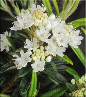 Image Rhododendron diversipilosum 'Milky Way' (formally tomentosum)