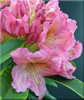 Image Rhododendrons (Hybrids & species)