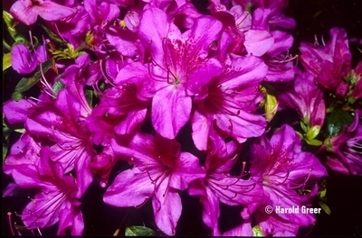 Image Azalea 'Sherwood Orchid'