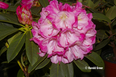 Image Rhododendron 'Viennese Waltz'