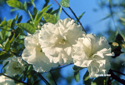 Image Azalea 'White Rosebud'