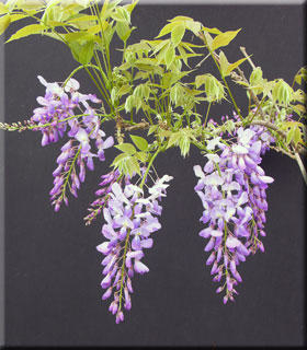 Image Wisteria sinensis 'Southern Belle'