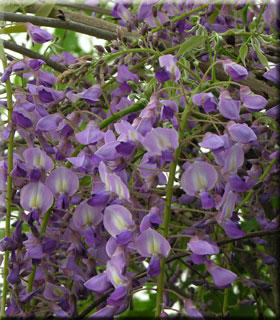 Wisteria floribunda 'Royal Purple' 3 Litres - Climbing Plants - Tates