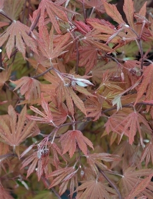 Image Acer circinatum 'Ki setsudoe'
