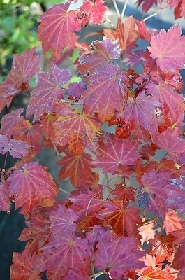 Image Acer japonicum 'Ruby Red'