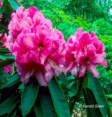Image Rhododendron 'Anna'