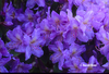 Image Rhododendron augustinii 'Royal Purple'