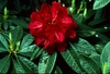 Image Rhododendron 'Bibiani'