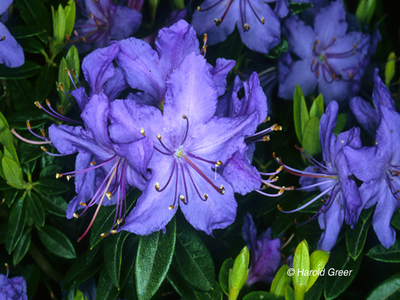 Image Rhododendron 'Blue Bird'