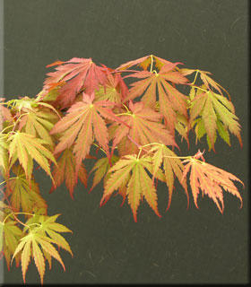 Image Japanese Maples, Ornamental Trees