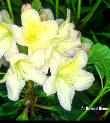 Image Rhododendron 'Dappled Dawn'