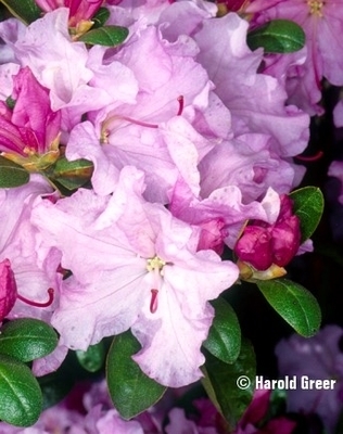 Image Rhododendron 'Emasculum'
