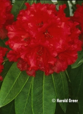 Image Rhododendron 'Grace Seabrook'