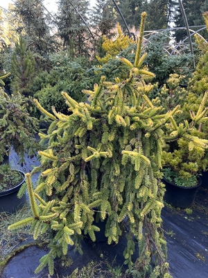 Image Picea abies 'Gold Drift'