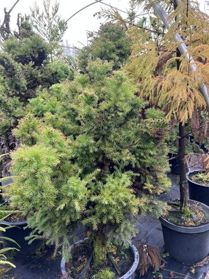 Image Cryptomeria japonica 'Elegans Compacta'