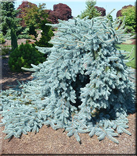 Image Picea pungens 'Procumbens'