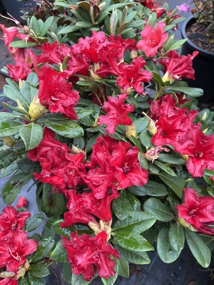 Image Rhododendron 'Baden Baden'