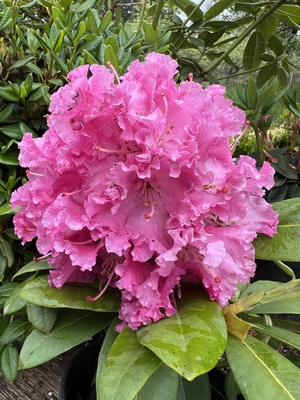 Image Rhododendron 'Besse Howells'