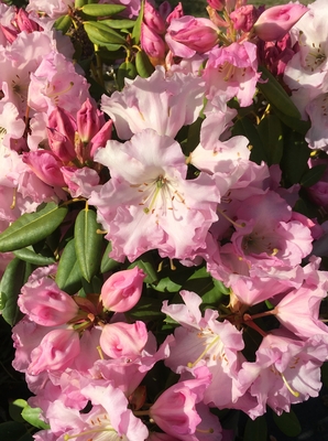 Image Rhododendron 'Compacta'