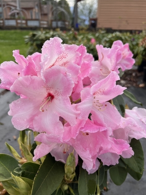 Rhododendron 'Cranberry Lace