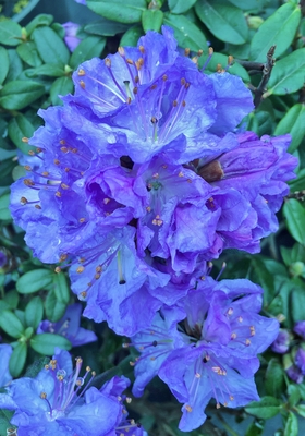 Image Rhododendron 'Crater Lake'