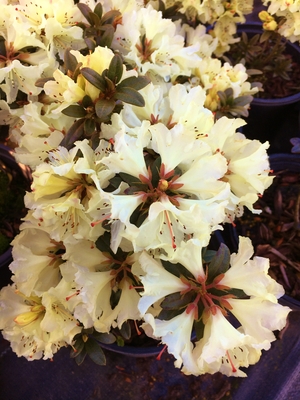 Image Rhododendron 'Cream Crest'