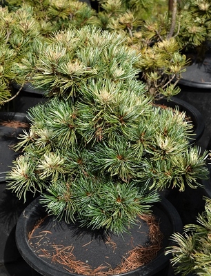 Image Pinus parviflora 'Tanima no uki'