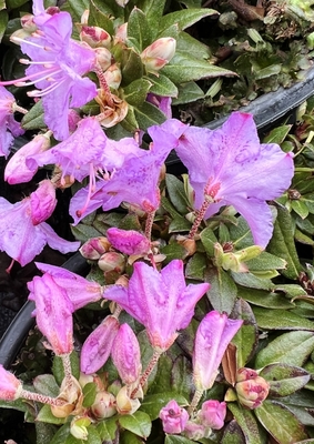 Image Rhododendron 'Ernie Dee'