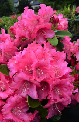 Image Rhododendron 'Karin'