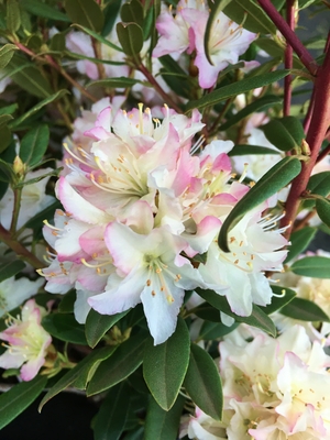 Image Rhododendron 'Mary Fleming'