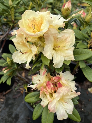 Image Rhododendron 'Siltcoos Sunrise'