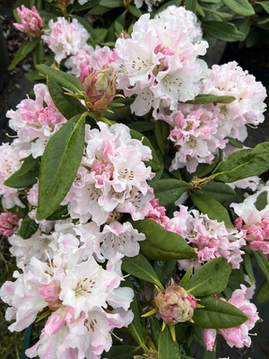 Image Rhododendron 'Christmas Cheer'