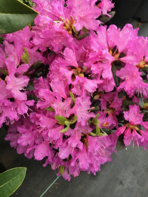 Image Rhododendron 'Checkmate'