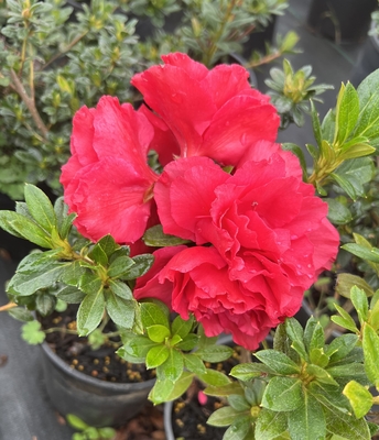 Image Azalea 'Kerrigan's Super Red'