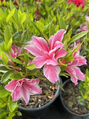 Image Azalea 'Sugar and Spice'