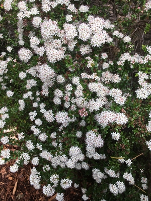 Image Leiophyllum buxifolium