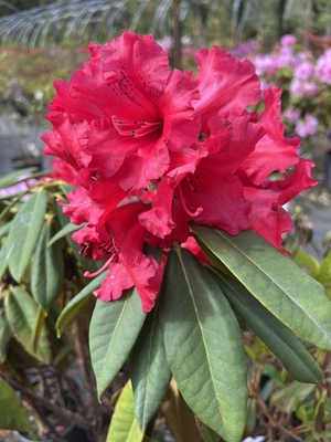 Image Rhododendron 'Red Majesty'