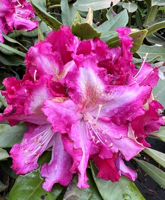 Image Rhododendron 'Burgundy Lace'