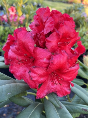 Image Rhododendron 'Captain Jack'