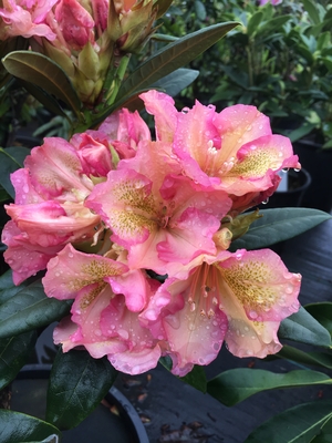 Image Rhododendron 'Circus'