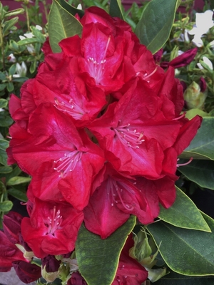 Image Rhododendron 'Lem's Stormcloud'