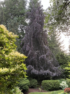 Image Fagus sylvatica 'Purple Fountain'