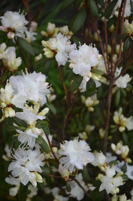 Image Rhododendron 'Hudson Bay'