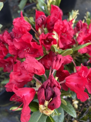 Image Rhododendron 'Sumatra'