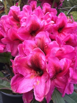 Image Rhododendron 'Midnight'