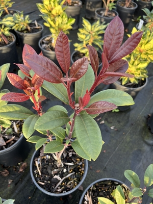 Image Rhododendron 'Black Adder'