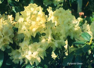Image Rhododendron 'Butterfly'