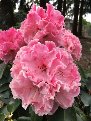 Image Rhododendron 'Cranberry Lace'