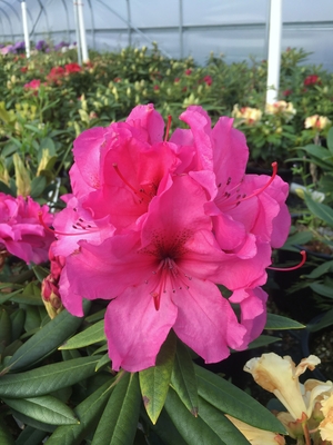 Image Rhododendron 'Creole Bell'